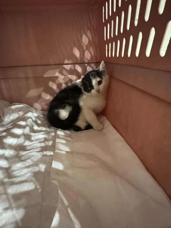 Znaleziono kota, Czartki, 21 października 2025