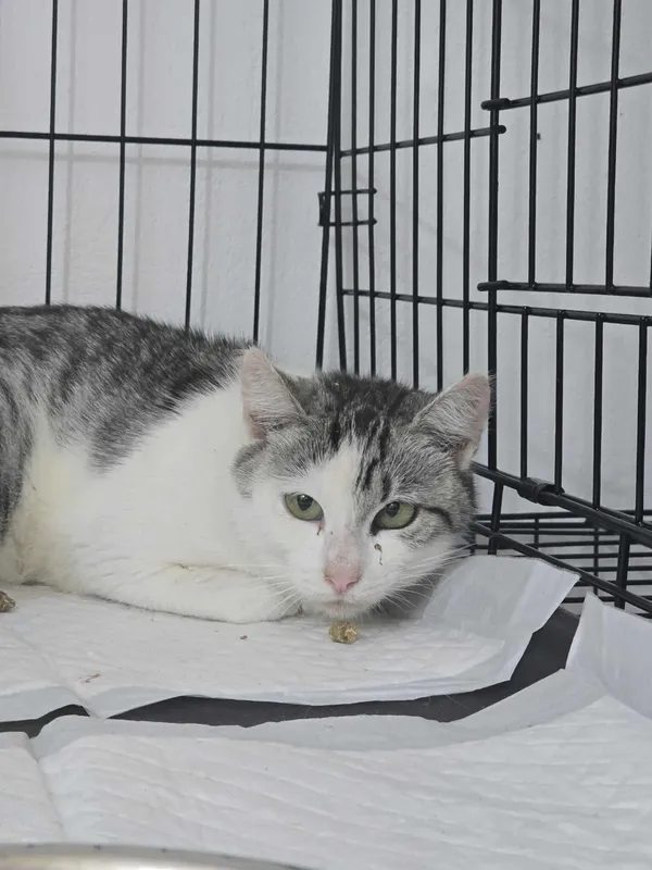 Znaleziono kota, Czartki, 21 października 2025