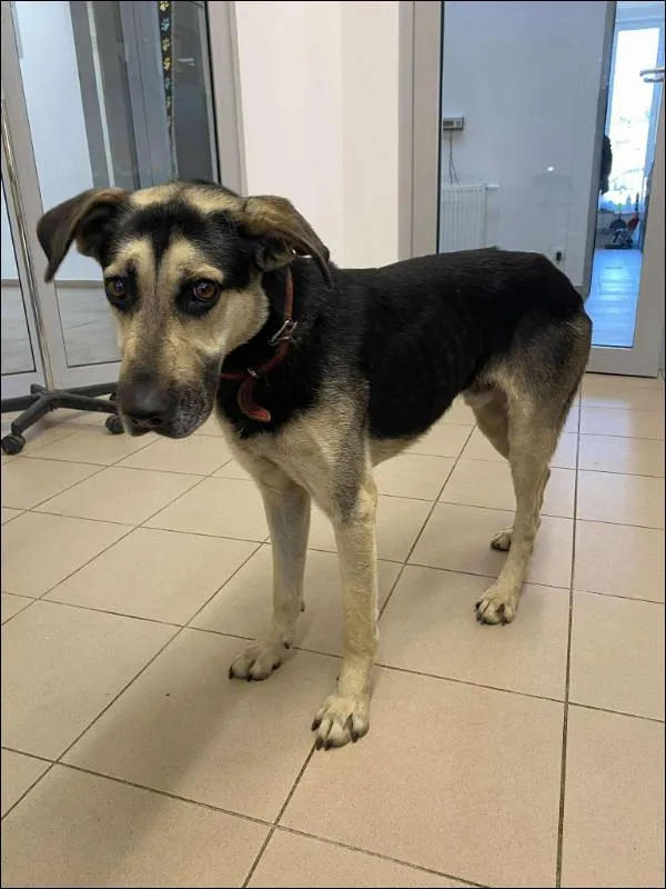 Znaleziono psa, Grudziądz, 20 października 2025