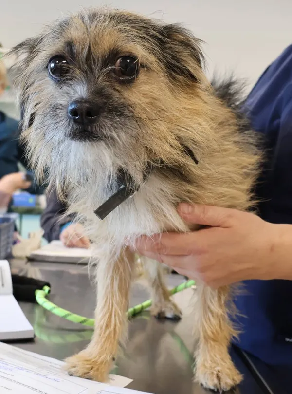 Znaleziono psa, Łódź, 21 października 2025 (2/2)