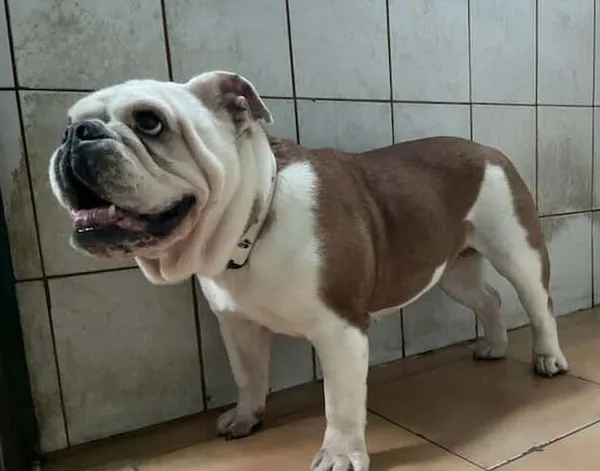 Znaleziono psa, Toruń, 21 października 2025