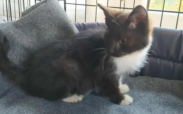 Znaleziono kota, Toruń, 20 października 2025