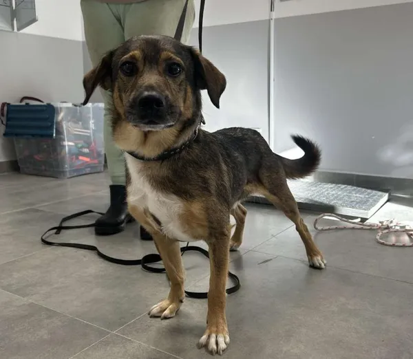 Znaleziono psa, Toruń, 19 października 2025