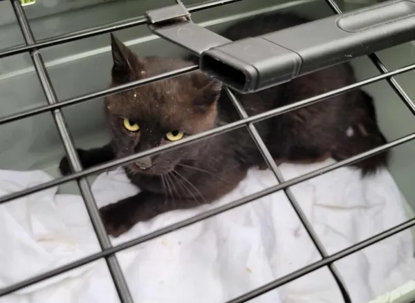 Znaleziono kota, Toruń, 17 października 2025