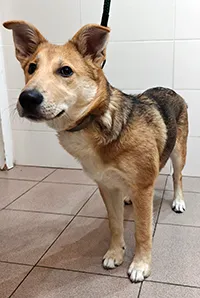 Znaleziono psa, Siedlce, 24 października 2025