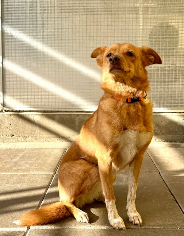 Znaleziono psa, Gdańsk, 21 października 2025