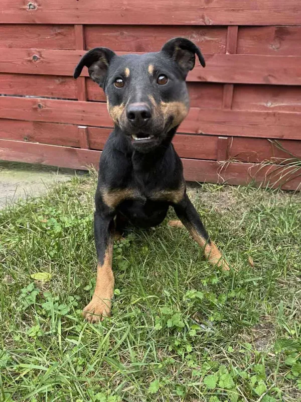 Znaleziono psa, Czartki, 21 października 2025