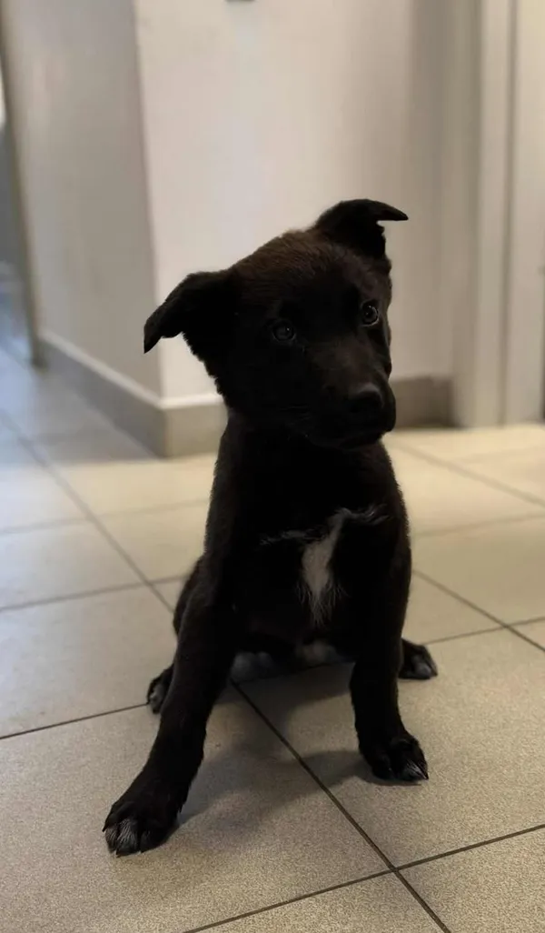 Znaleziono psa, Lublin, 21 października 2025