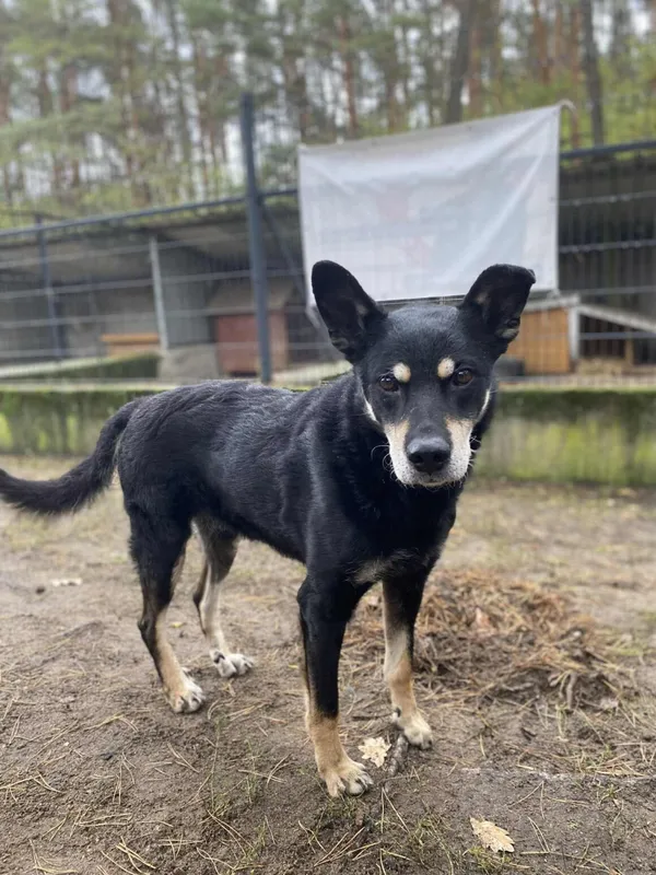 Pies do adopcji, Milanówek, 4 lutego 2026 (2/5)