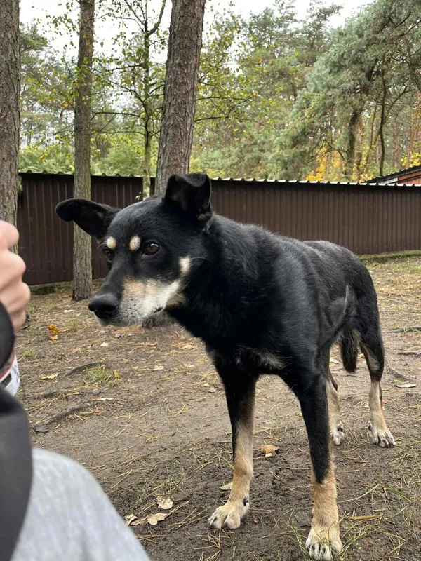 Pies do adopcji, Milanówek, 4 lutego 2026 (4/5)