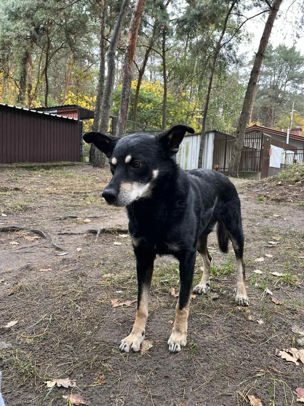 Pies do adopcji, Milanówek, 4 lutego 2026 (5/5)