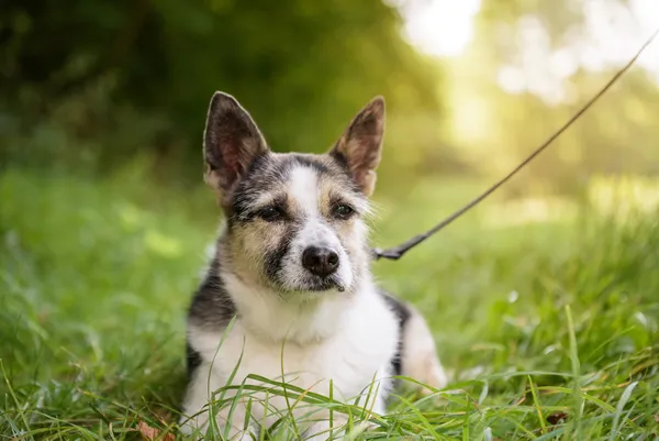 Pies do adopcji, Nowodwór, 20 października 2025 (1/5)