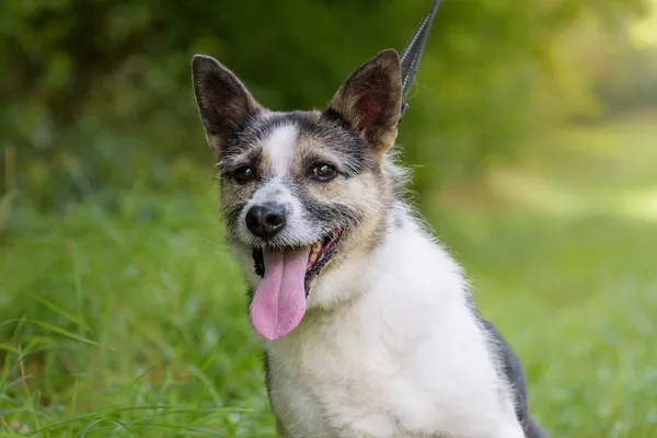 Pies do adopcji, Nowodwór, 20 października 2025 (2/5)