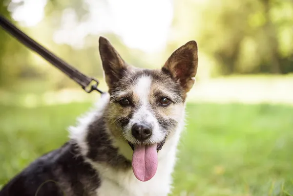 Pies do adopcji, Nowodwór, 20 października 2025 (5/5)