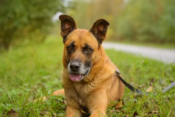 Pies do adopcji, Nowodwór, 20 października 2025 (1/5)