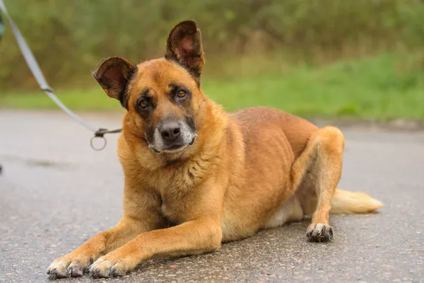 Pies do adopcji, Nowodwór, 20 października 2025 (4/5)