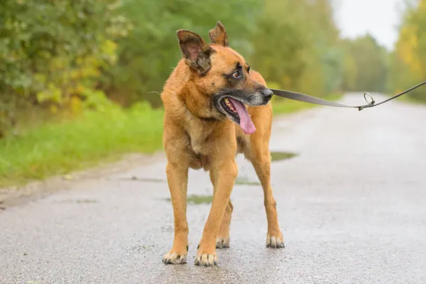 Pies do adopcji, Nowodwór, 20 października 2025 (5/5)