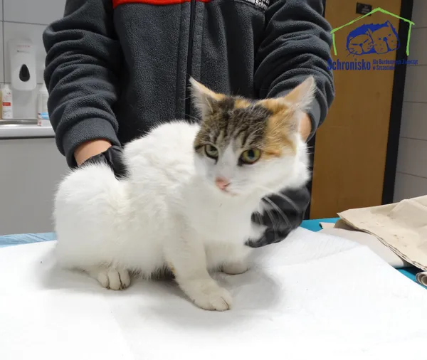 Znaleziono kota, Szczecin, 20 października 2025