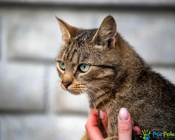 Kot do adopcji, Racławice, 15 października 2025 (5/5)