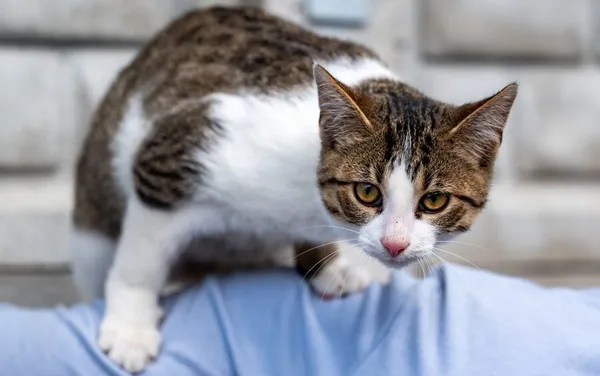 Kot do adopcji, Racławice, 14 października 2025 (1/4)