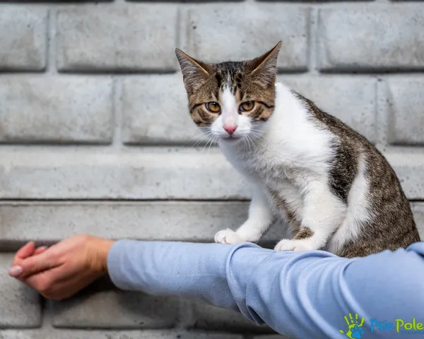 Kot do adopcji, Racławice, 14 października 2025 (2/4)