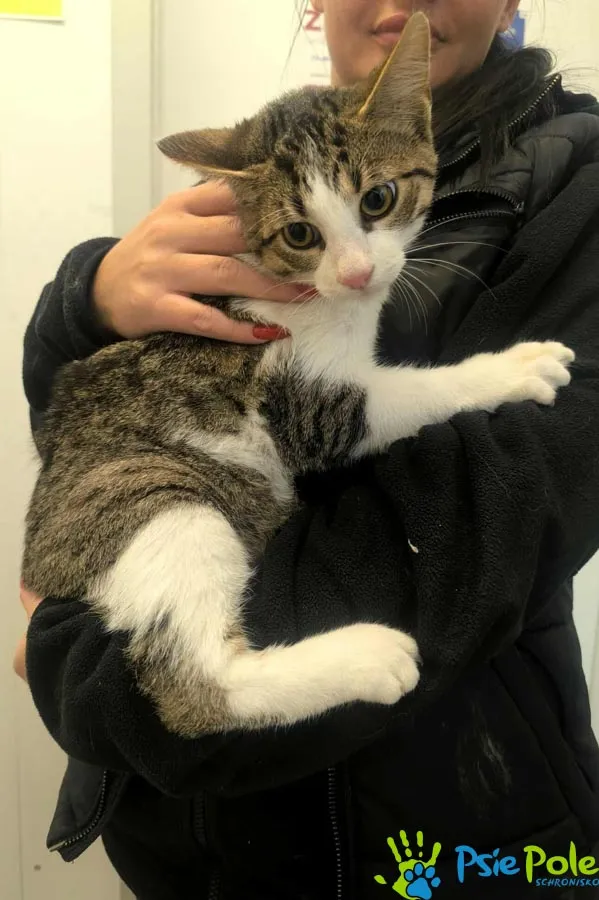 Kot do adopcji, Racławice, 14 października 2025 (4/4)