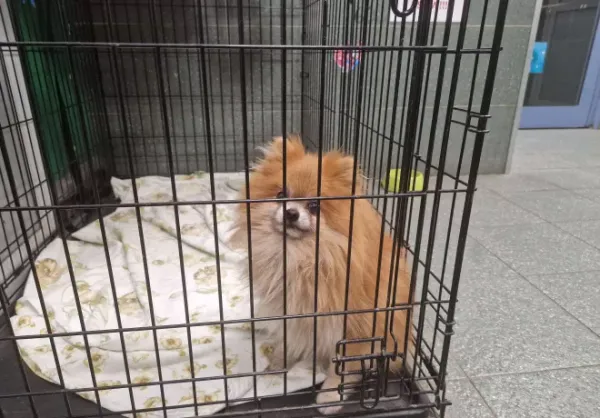 Znaleziono psa, Warszawa, 21 października 2025