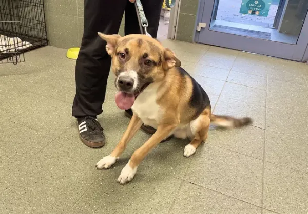 Znaleziono psa, Warszawa, 20 października 2025