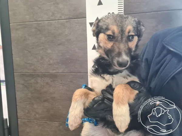Znaleziono psa, Chełmek, 21 października 2025