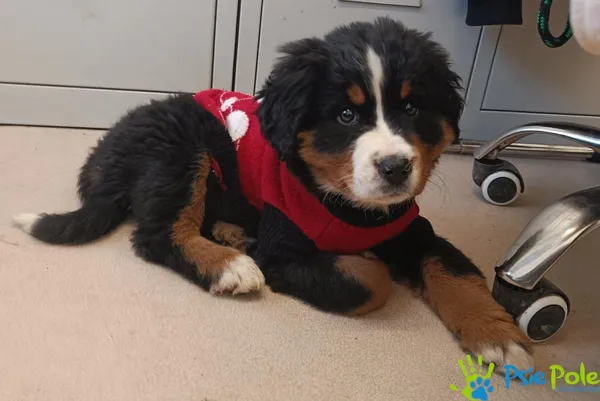 Znaleziono psa, Racławice, 18 października 2025 (1/2)