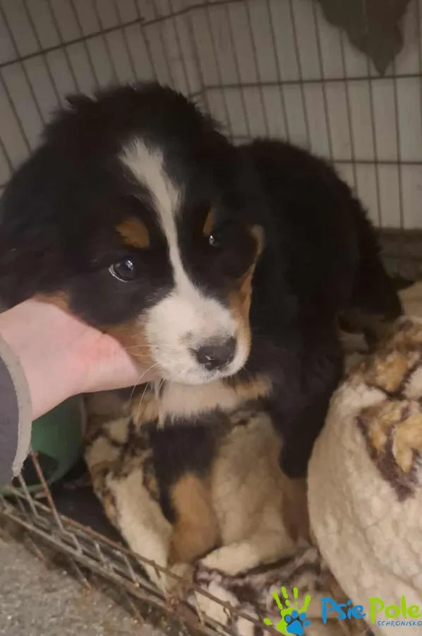 Znaleziono psa, Racławice, 18 października 2025 (2/2)