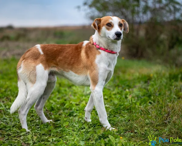 Znaleziono psa, Racławice, 17 października 2025 (1/5)