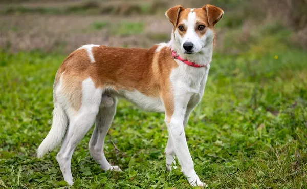 Znaleziono psa, Racławice, 17 października 2025 (3/5)