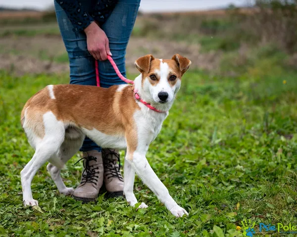 Znaleziono psa, Racławice, 17 października 2025 (4/5)