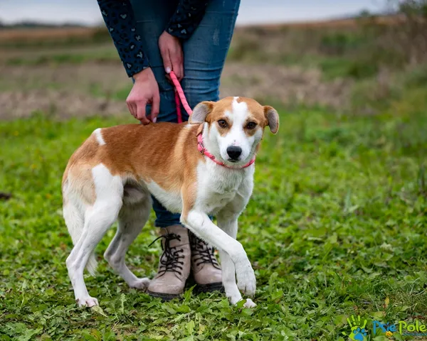 Znaleziono psa, Racławice, 17 października 2025 (5/5)