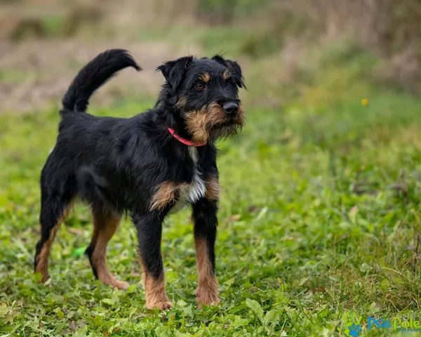 Znaleziono psa, Racławice, 15 października 2025 (4/5)