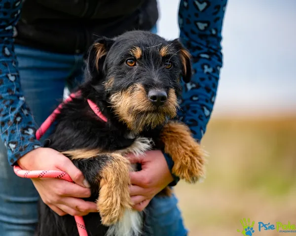 Znaleziono psa, Racławice, 15 października 2025 (5/5)