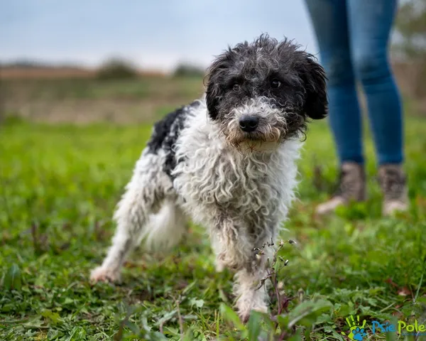 Znaleziono psa, Racławice, 17 grudnia 2025 (3/5)