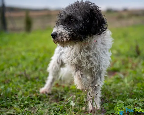 Znaleziono psa, Racławice, 17 grudnia 2025 (4/5)