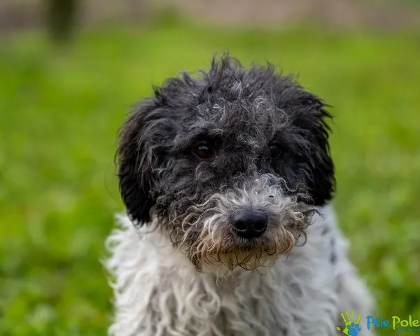 Znaleziono psa, Racławice, 17 grudnia 2025 (5/5)