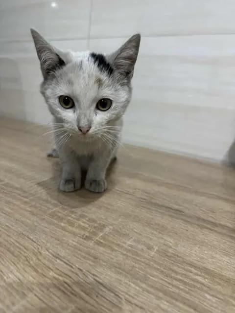 Znaleziono kota, Czartki, 22 października 2025