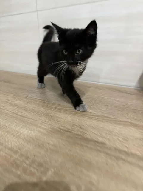 Znaleziono kota, Czartki, 22 października 2025