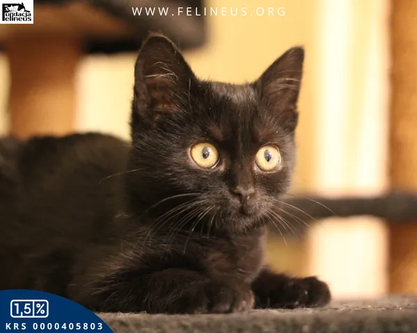 Kot do adopcji, Malawa, 22 października 2025 (1/6)