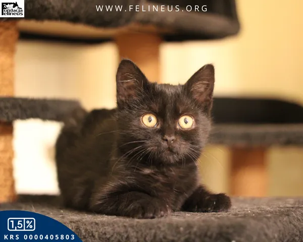 Kot do adopcji, Malawa, 22 października 2025 (4/6)