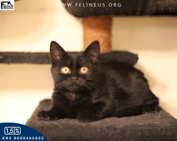 Kot do adopcji, Malawa, 22 października 2025 (6/6)