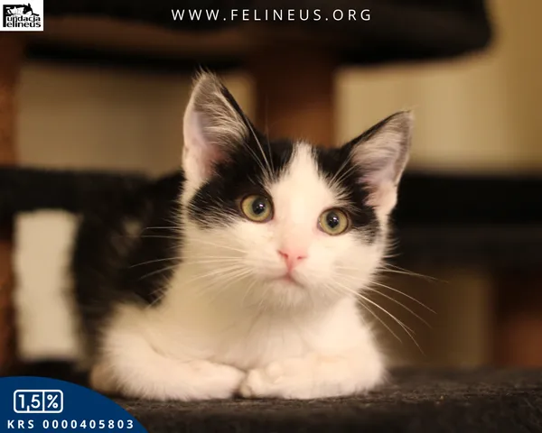 Kot do adopcji, gmina Krasne, 22 października 2025 (1/5)