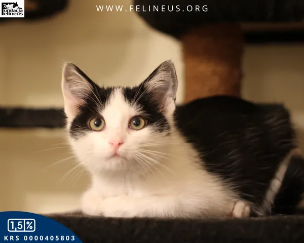 Kot do adopcji, gmina Krasne, 22 października 2025 (2/5)