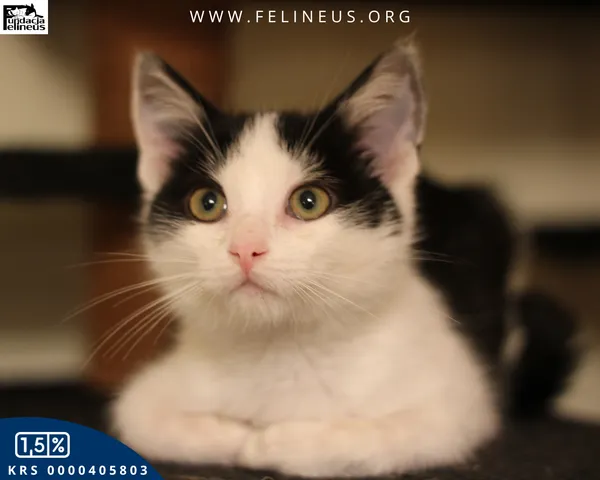 Kot do adopcji, gmina Krasne, 22 października 2025 (3/5)