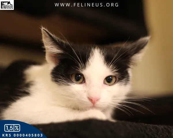 Kot do adopcji, gmina Krasne, 22 października 2025 (4/5)