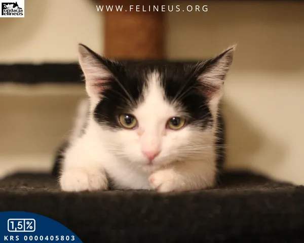 Kot do adopcji, gmina Krasne, 22 października 2025 (5/5)